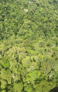 View of the Amazon Rainforest in Ecuador